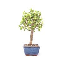 Speckbaum 'Portulacaria afra'