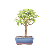 Speckbaum 'Portulacaria afra'