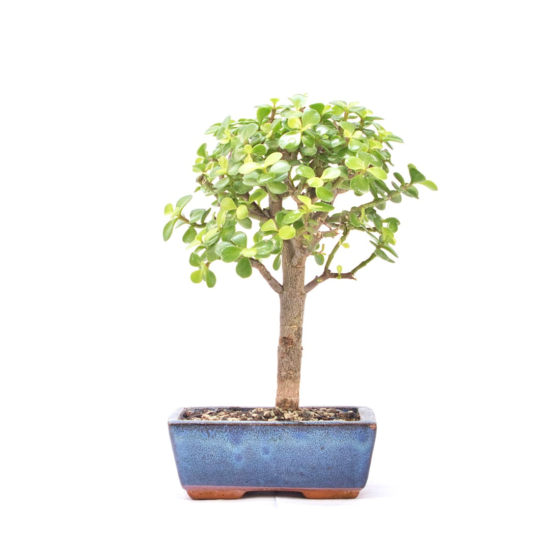 Speckbaum 'Portulacaria afra'