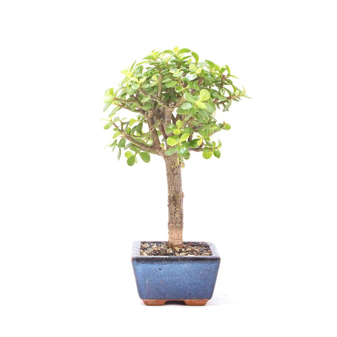 Speckbaum 'Portulacaria afra'