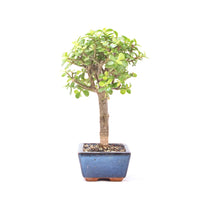 Speckbaum 'Portulacaria afra'