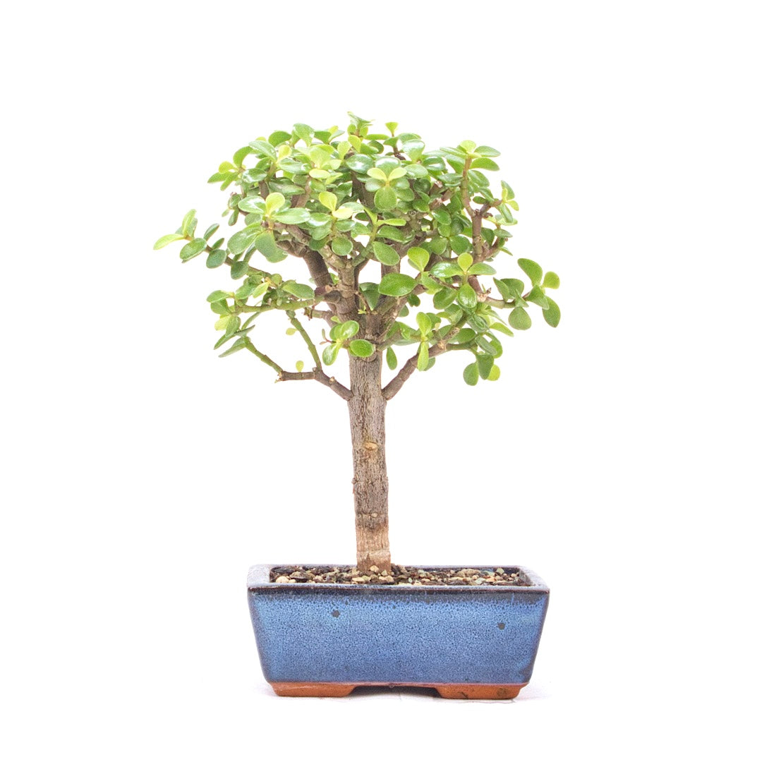 Speckbaum 'Portulacaria afra'