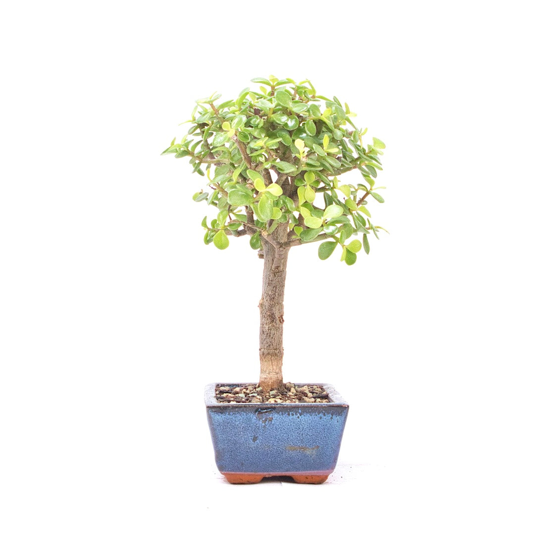 Speckbaum 'Portulacaria afra'