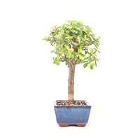Speckbaum 'Portulacaria afra'