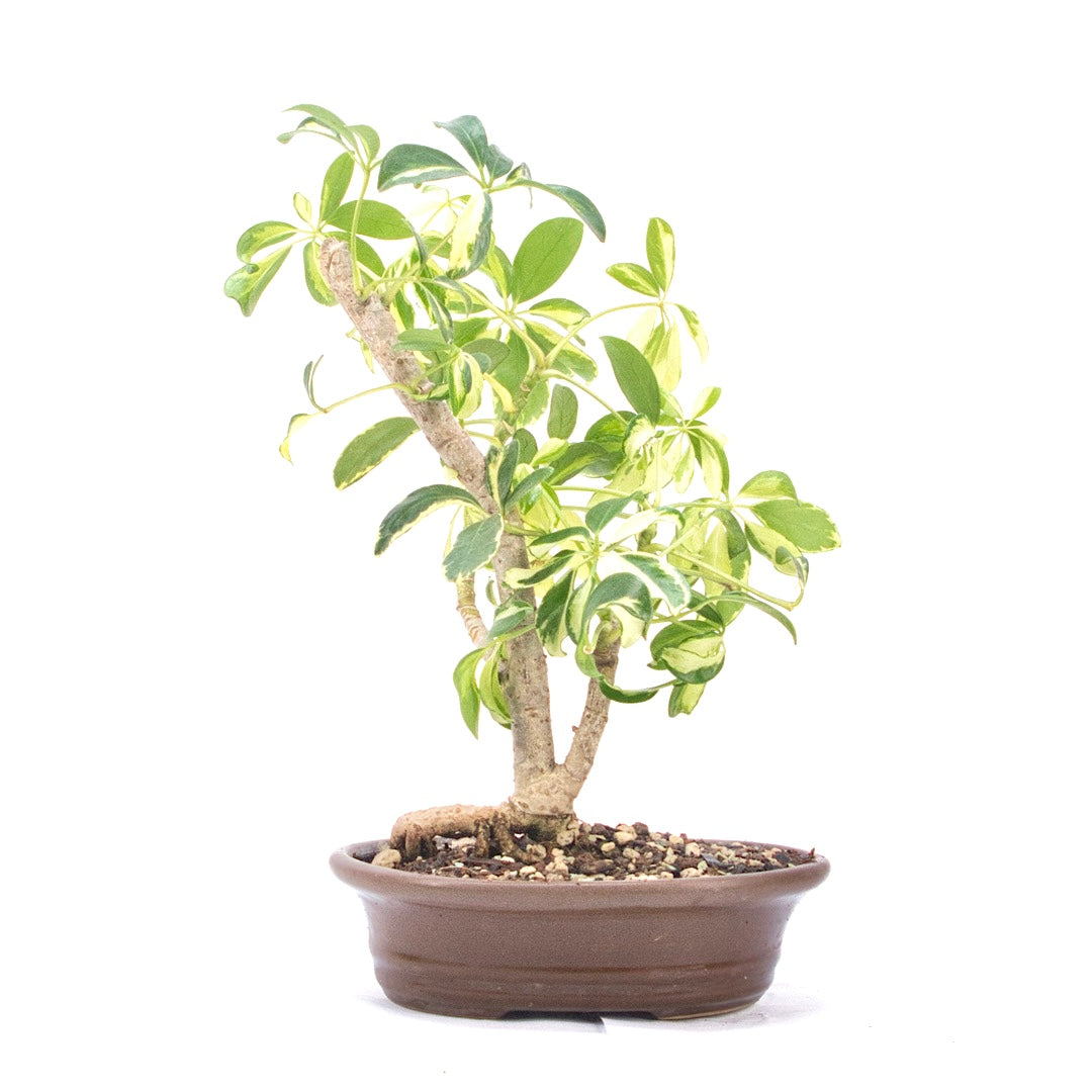 Gelbbunte Strahlenaralie 'Schefflera arboricola'