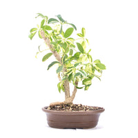 Gelbbunte Strahlenaralie 'Schefflera arboricola'