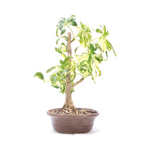 Gelbbunte Strahlenaralie 'Schefflera arboricola'