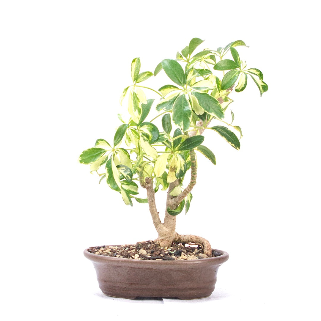 Gelbbunte Strahlenaralie 'Schefflera arboricola'