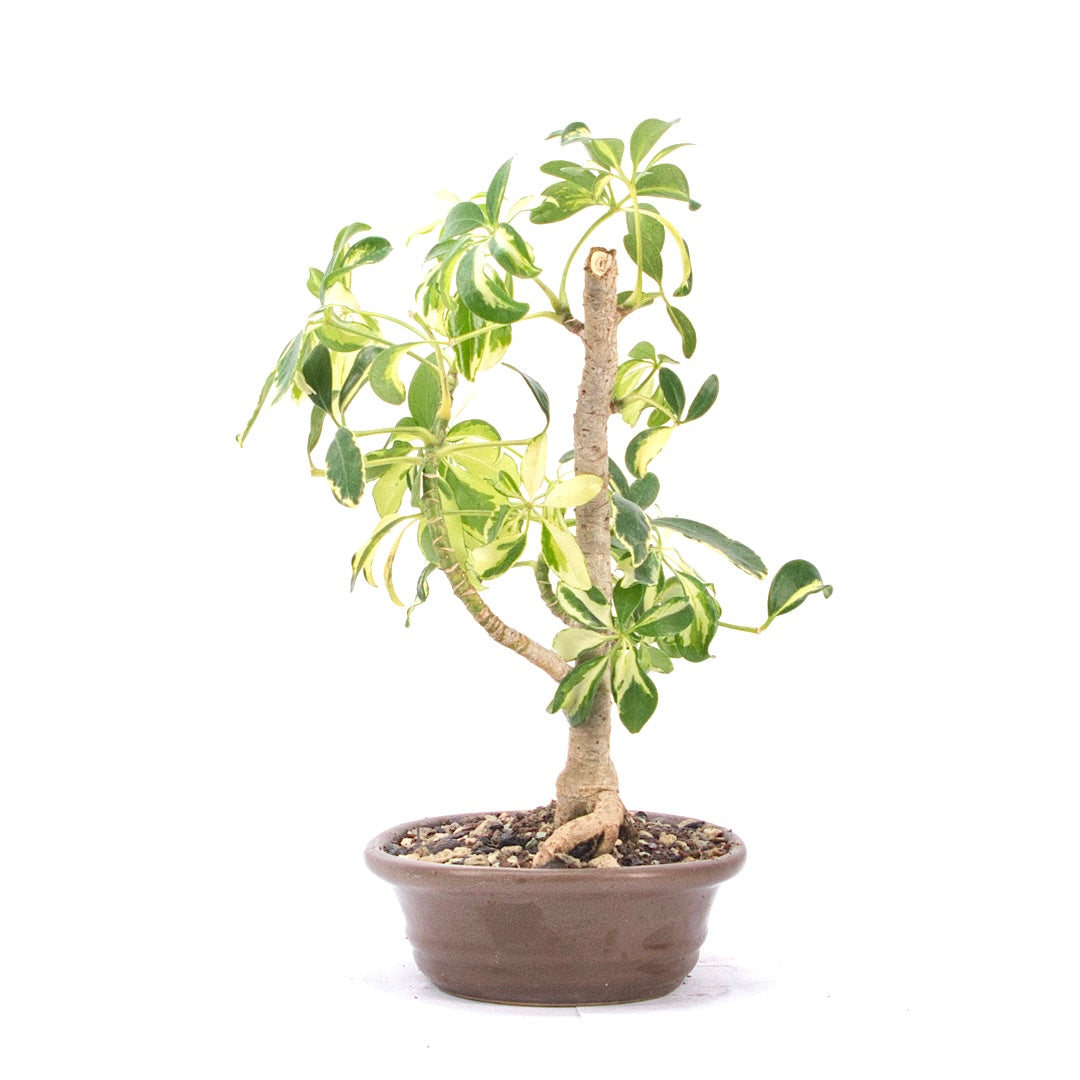 Gelbbunte Strahlenaralie 'Schefflera arboricola'