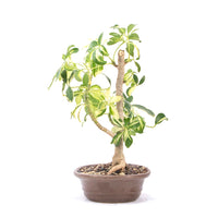 Gelbbunte Strahlenaralie 'Schefflera arboricola'