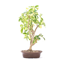 Gelbbunte Strahlenaralie 'Schefflera arboricola'