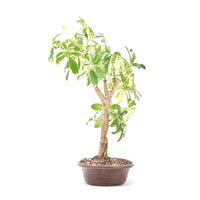Gelbbunte Strahlenaralie 'Schefflera arboricola'