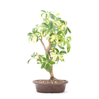 Gelbbunte Strahlenaralie 'Schefflera arboricola'