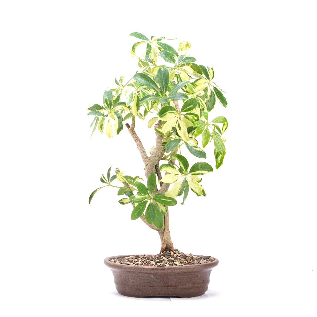 Gelbbunte Strahlenaralie 'Schefflera arboricola'