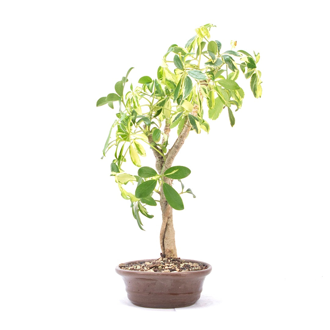Gelbbunte Strahlenaralie 'Schefflera arboricola'