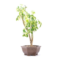 Gelbbunte Strahlenaralie 'Schefflera arboricola'