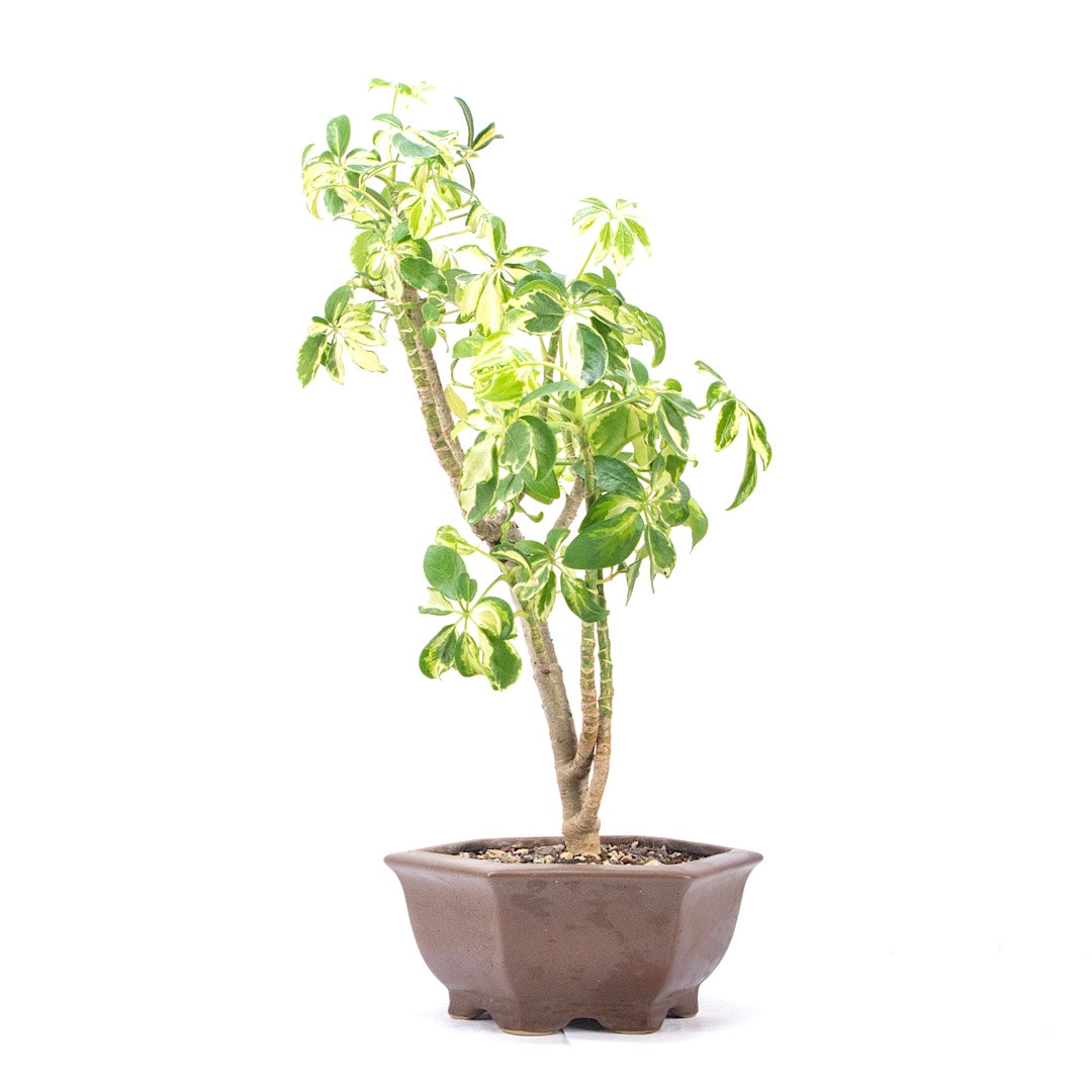 Gelbbunte Strahlenaralie 'Schefflera arboricola'