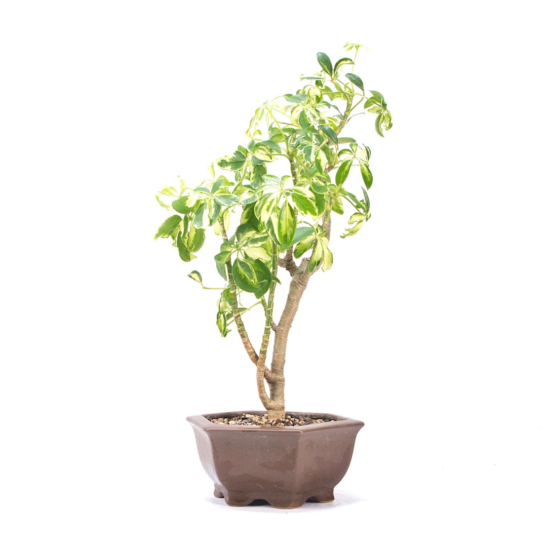 Gelbbunte Strahlenaralie 'Schefflera arboricola'