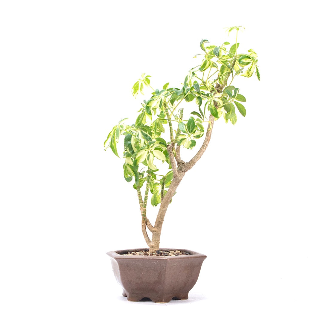 Gelbbunte Strahlenaralie 'Schefflera arboricola'