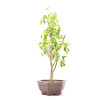 Gelbbunte Strahlenaralie 'Schefflera arboricola'