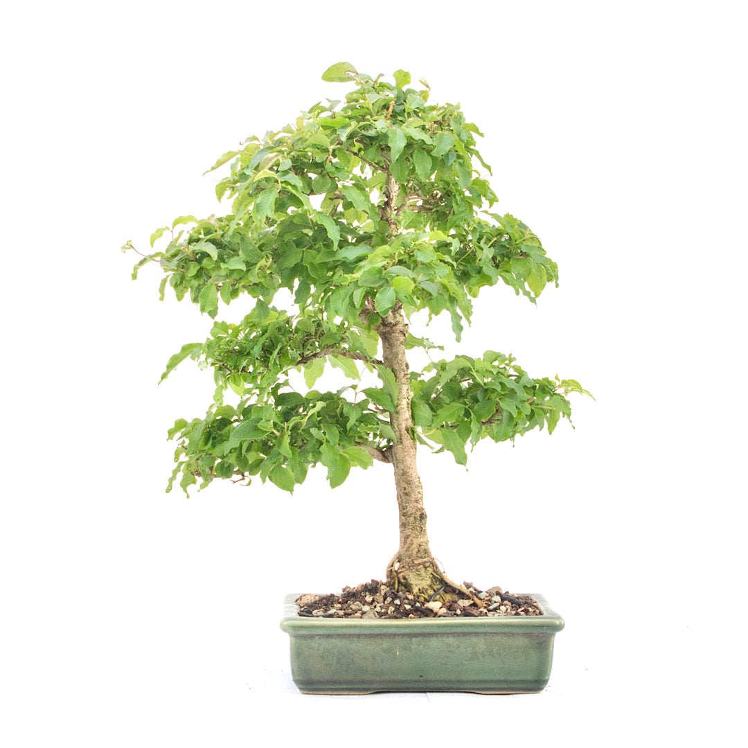 Ovalblättriger Liguster ‚Ligustrum ovalifolium‘
