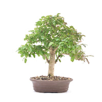 Ovalblättriger Liguster ‚Ligustrum ovalifolium‘