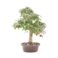 Ovalblättriger Liguster ‚Ligustrum ovalifolium‘