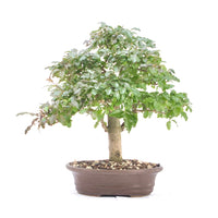 Ovalblättriger Liguster ‚Ligustrum ovalifolium‘