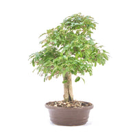 Ovalblättriger Liguster ‚Ligustrum ovalifolium‘