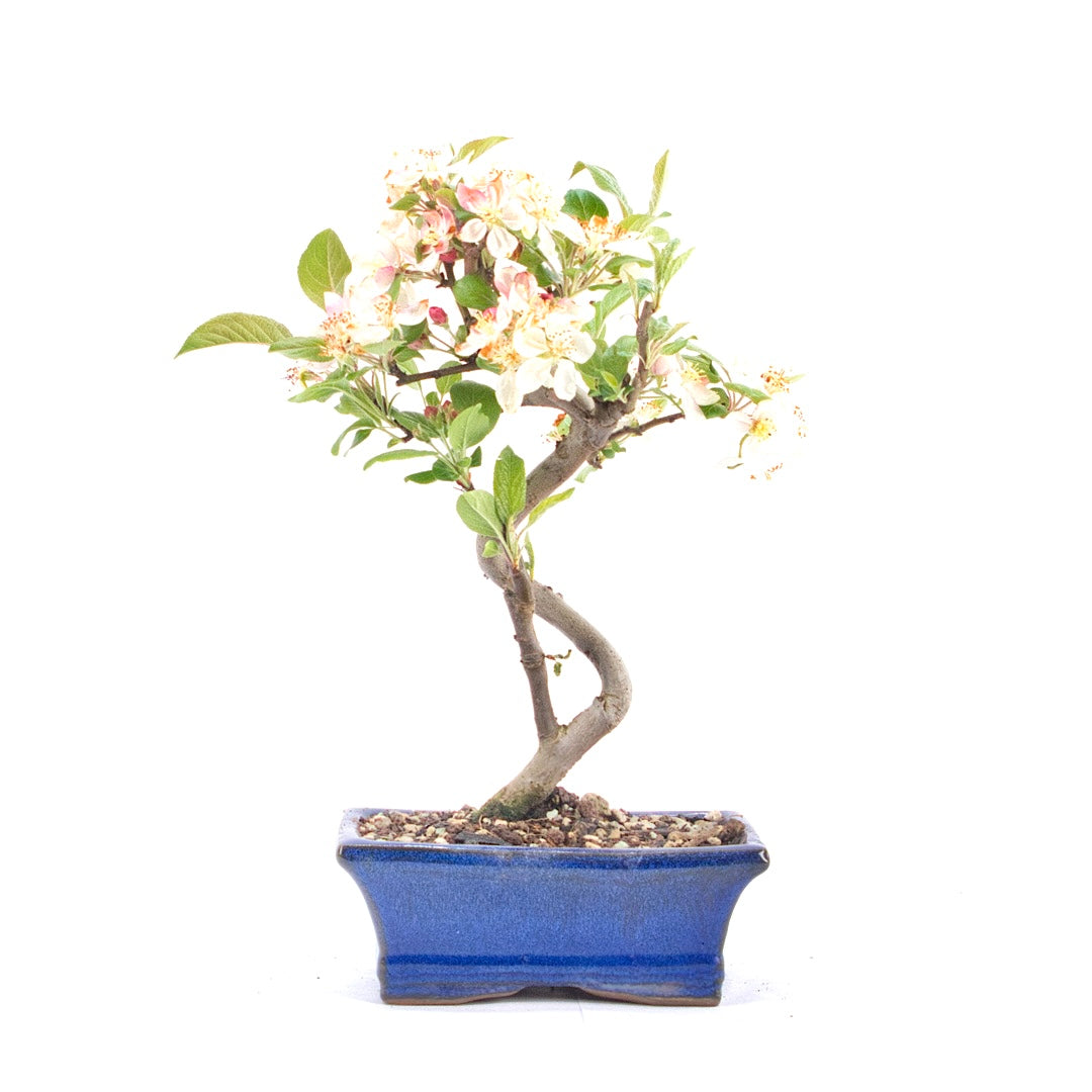 Zierapfel 'Malus spec.'