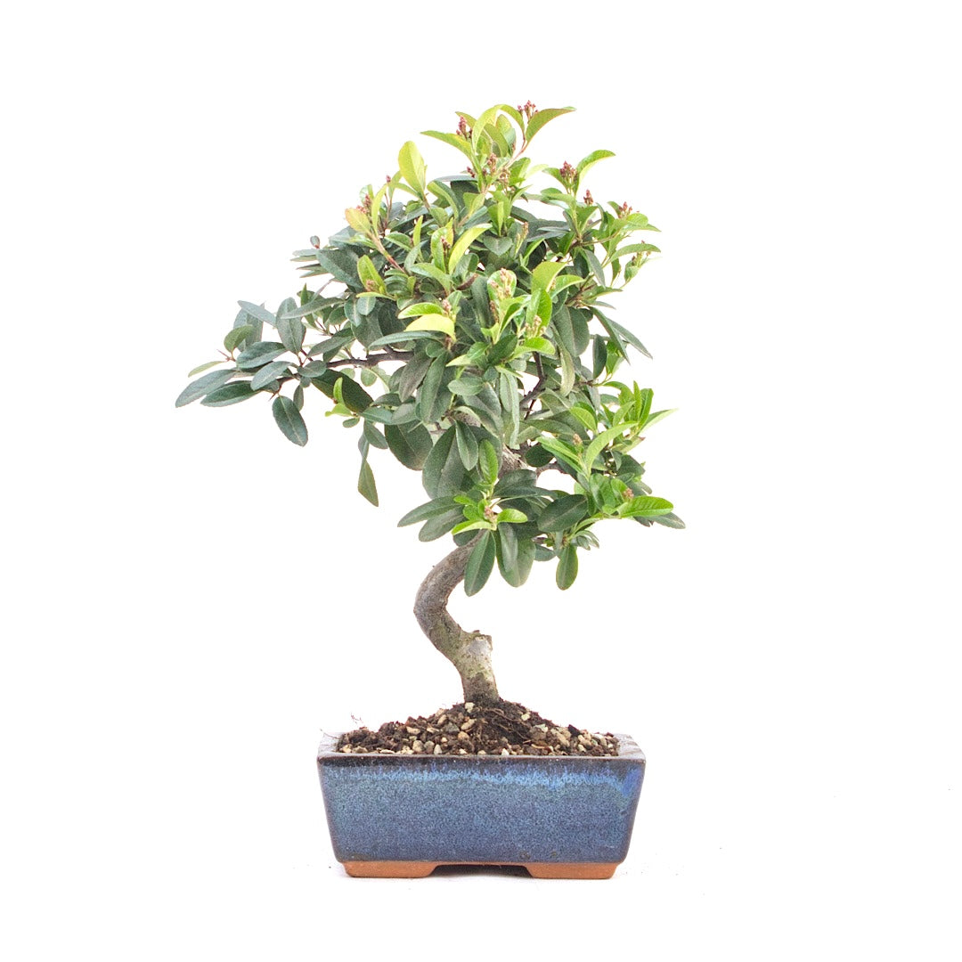 Feuerdorn 'Pyracantha coccinea'