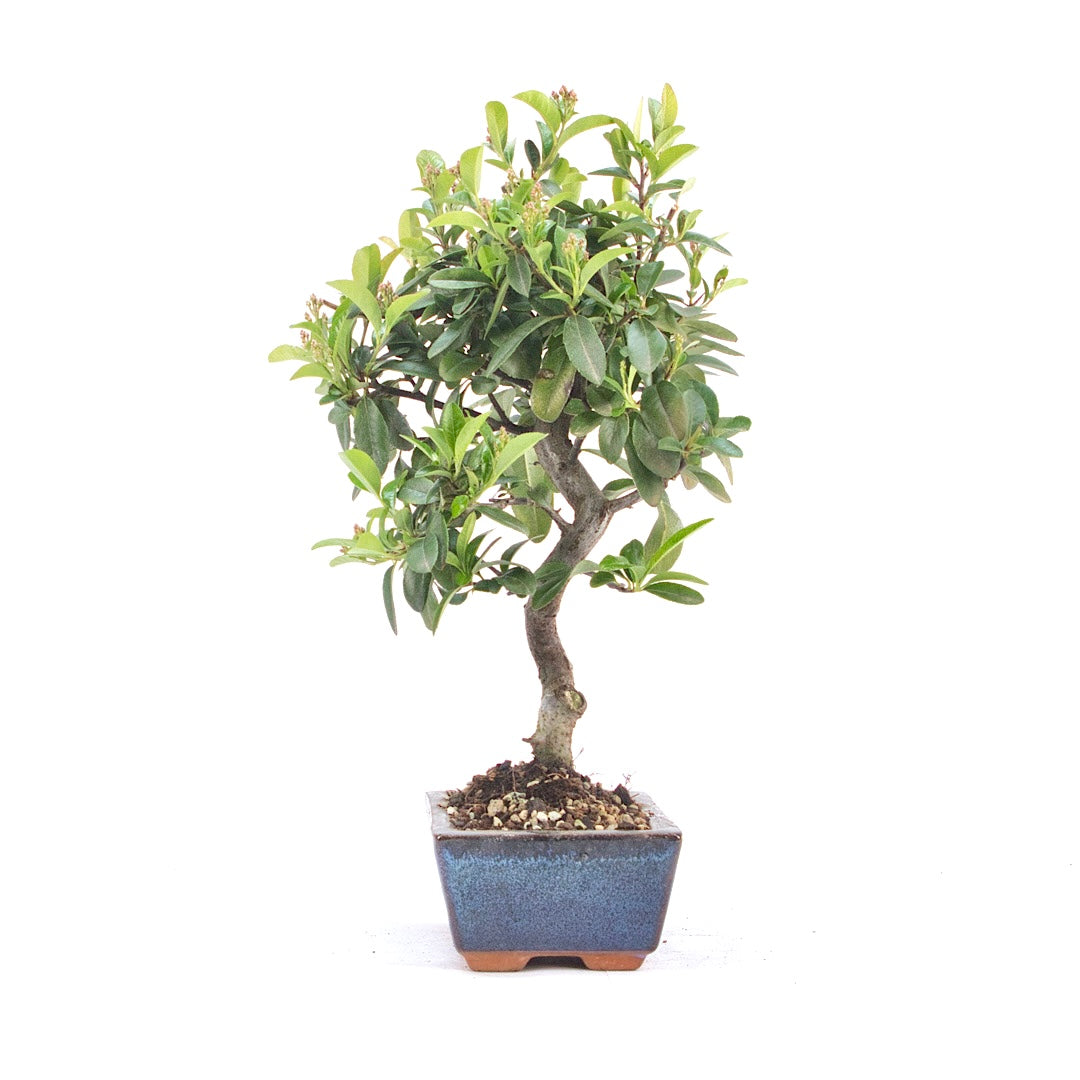Feuerdorn 'Pyracantha coccinea'