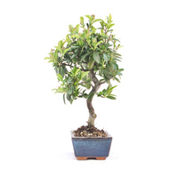 Feuerdorn 'Pyracantha coccinea'
