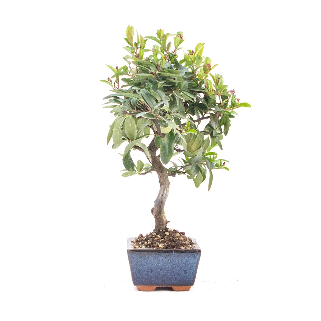 Feuerdorn 'Pyracantha coccinea'