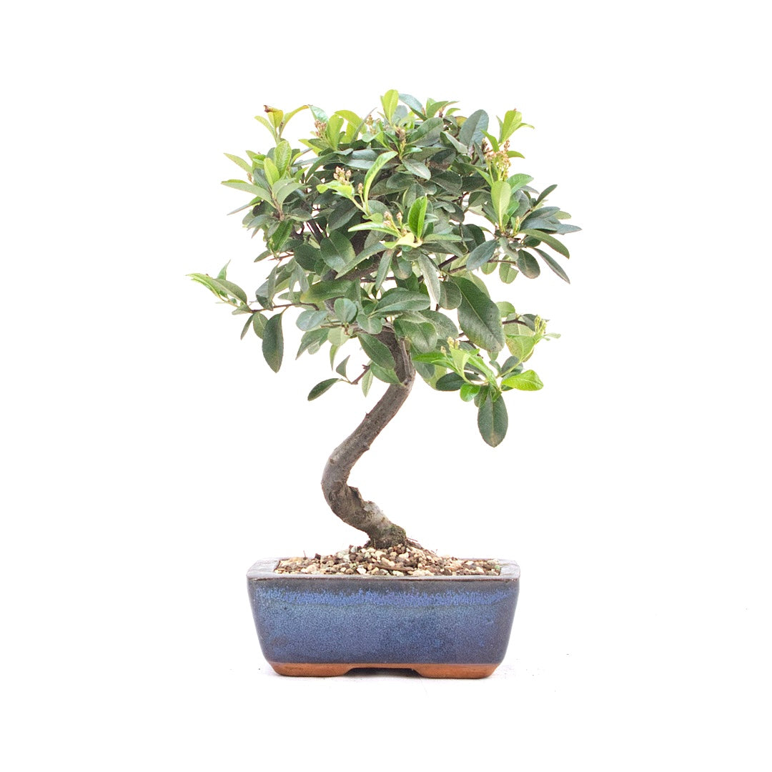 Feuerdorn 'Pyracantha coccinea'