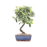 Feuerdorn 'Pyracantha coccinea'