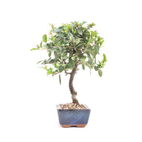 Feuerdorn 'Pyracantha coccinea'