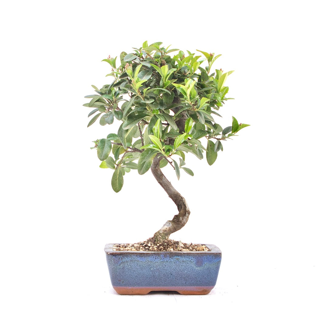 Feuerdorn 'Pyracantha coccinea'