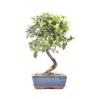 Feuerdorn 'Pyracantha coccinea'