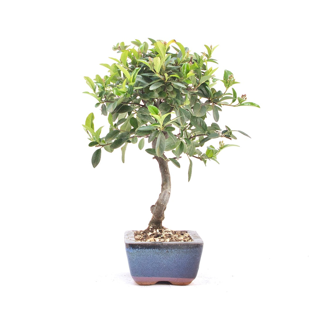 Feuerdorn 'Pyracantha coccinea'