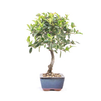 Feuerdorn 'Pyracantha coccinea'