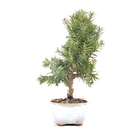 Eibe Hybrid 'Taxus media'