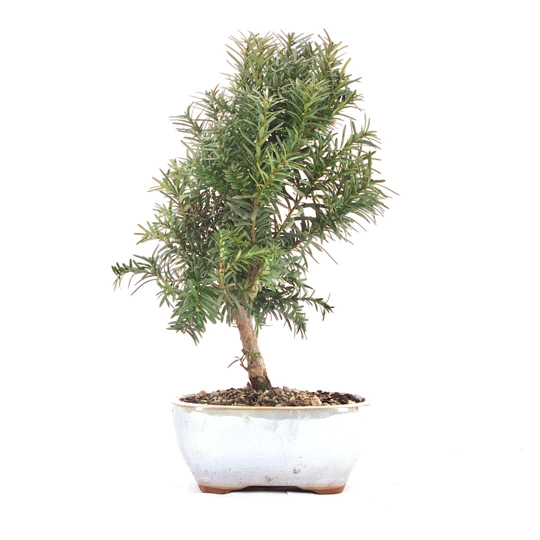 Eibe Hybrid 'Taxus media'