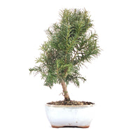 Eibe Hybrid 'Taxus media'