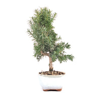 Eibe Hybrid 'Taxus media'