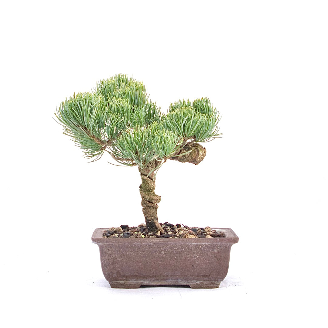 Mädchenkiefer 'Pinus parviflora'