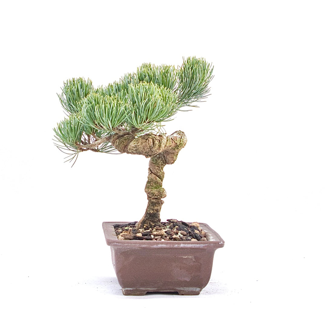 Mädchenkiefer 'Pinus parviflora'