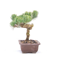 Mädchenkiefer 'Pinus parviflora'
