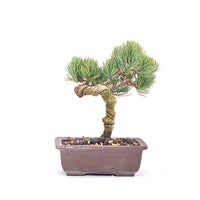 Mädchenkiefer 'Pinus parviflora'