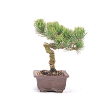 Mädchenkiefer 'Pinus parviflora'